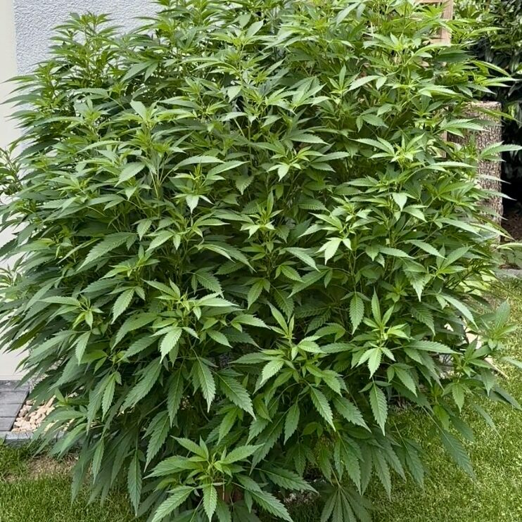 Cannabis Outdoor entlauben: vorher ©Leon König