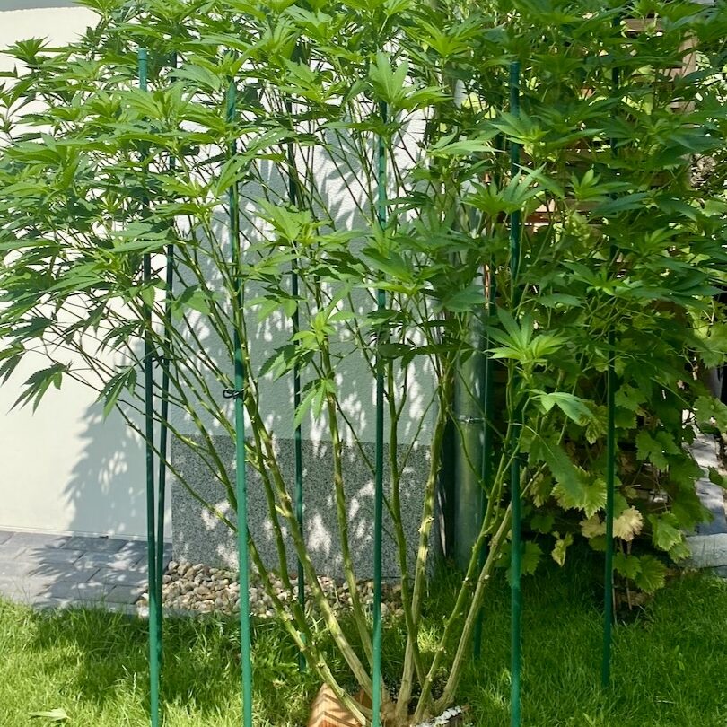 Cannabis Outdoor entlauben: nachher ©Leon König