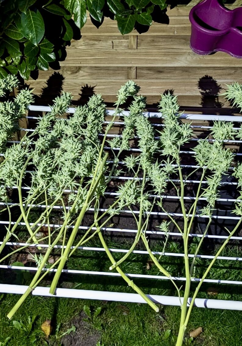 Von großen Blättern befreite Äste mit Cannabisblüten Von großen Blättern befreite Äste mit Cannabisblüten