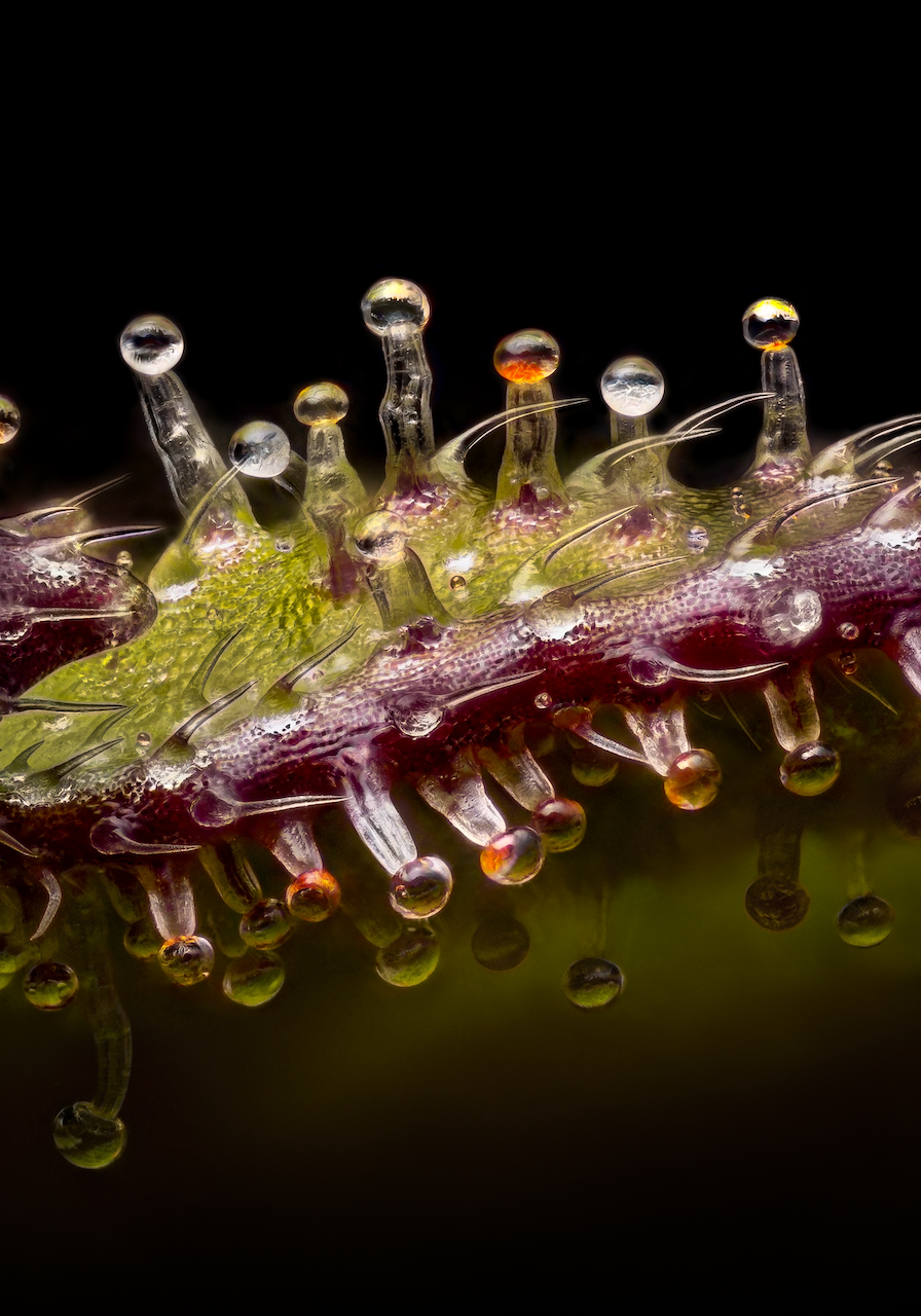 Bernsteinfarbene Trichome läuten die Ernte ein