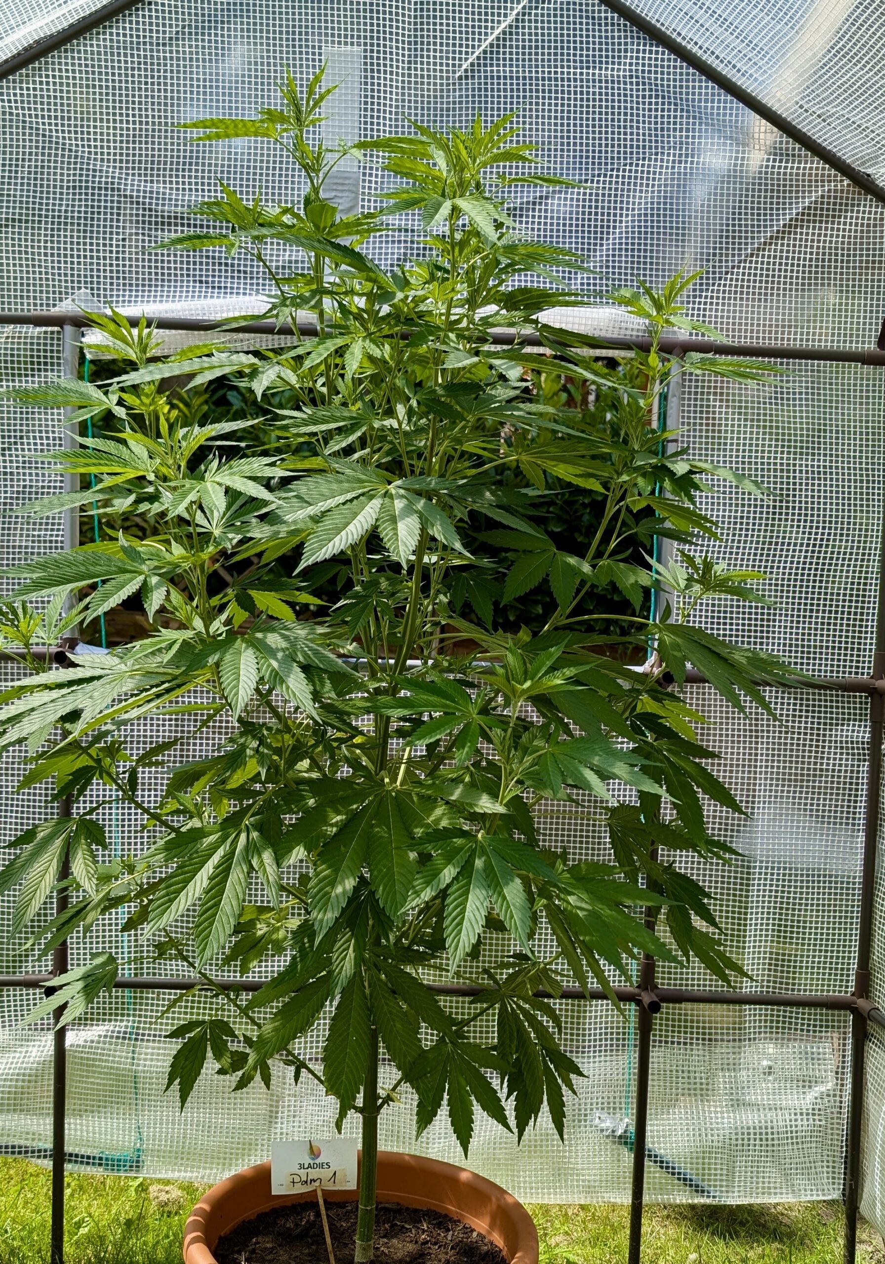 Cannabis Eigenanbau im Gewächshaus Cannabis Eigenanbau im Gewächshaus