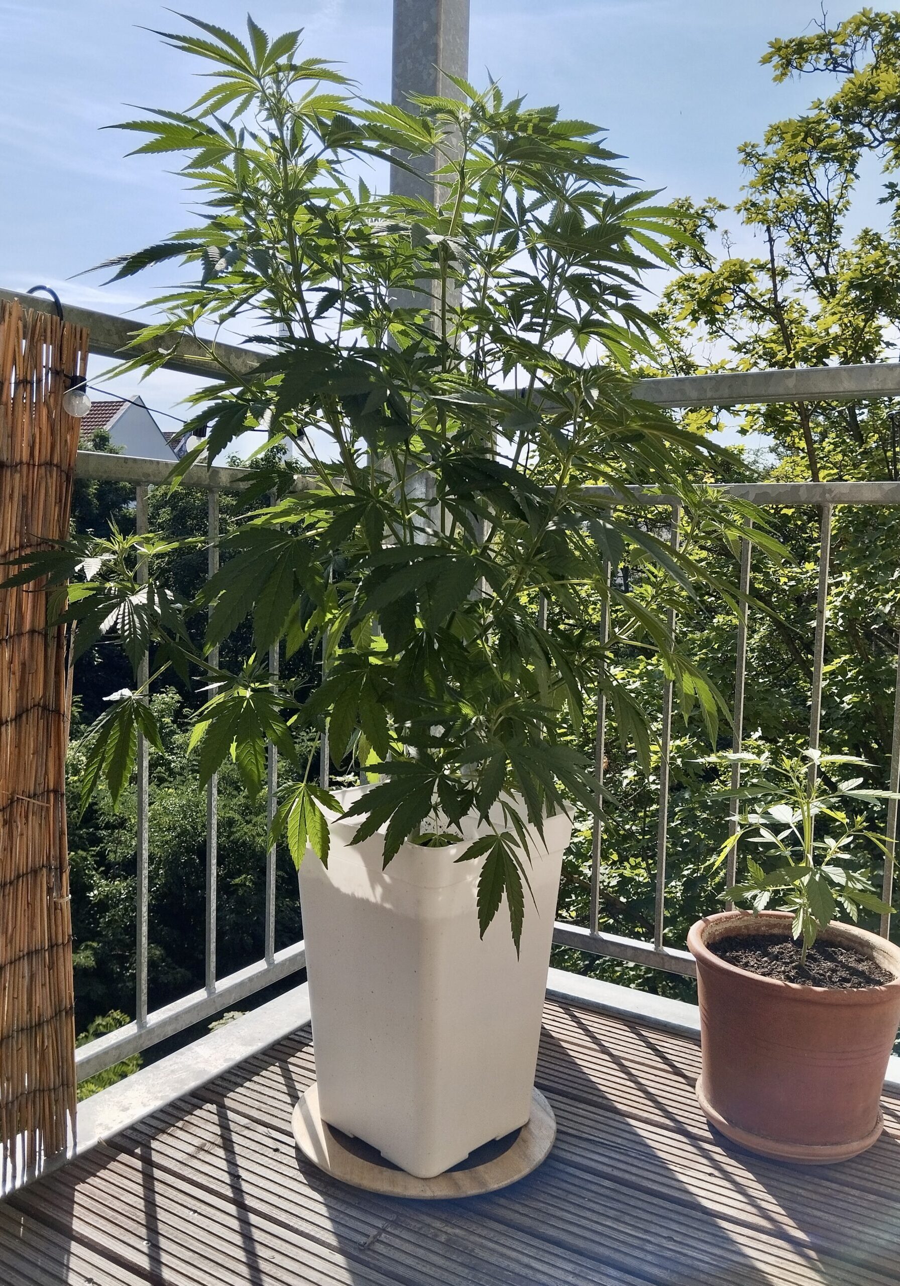Legaler Eigenanbau auf deutschem Balkon Legaler Eigenanbau auf deutschem Balkon