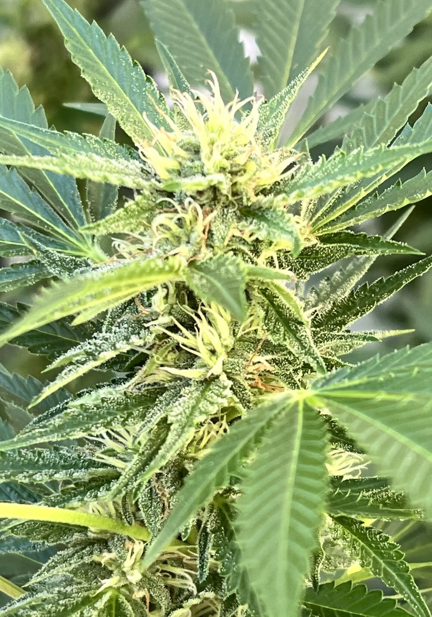 Erste braune Härchen an der Cannabisblüte leiten Outdoor das "spülen" ein Erste braune Härchen an der Cannabisblüte leiten Outdoor das "spülen" ein