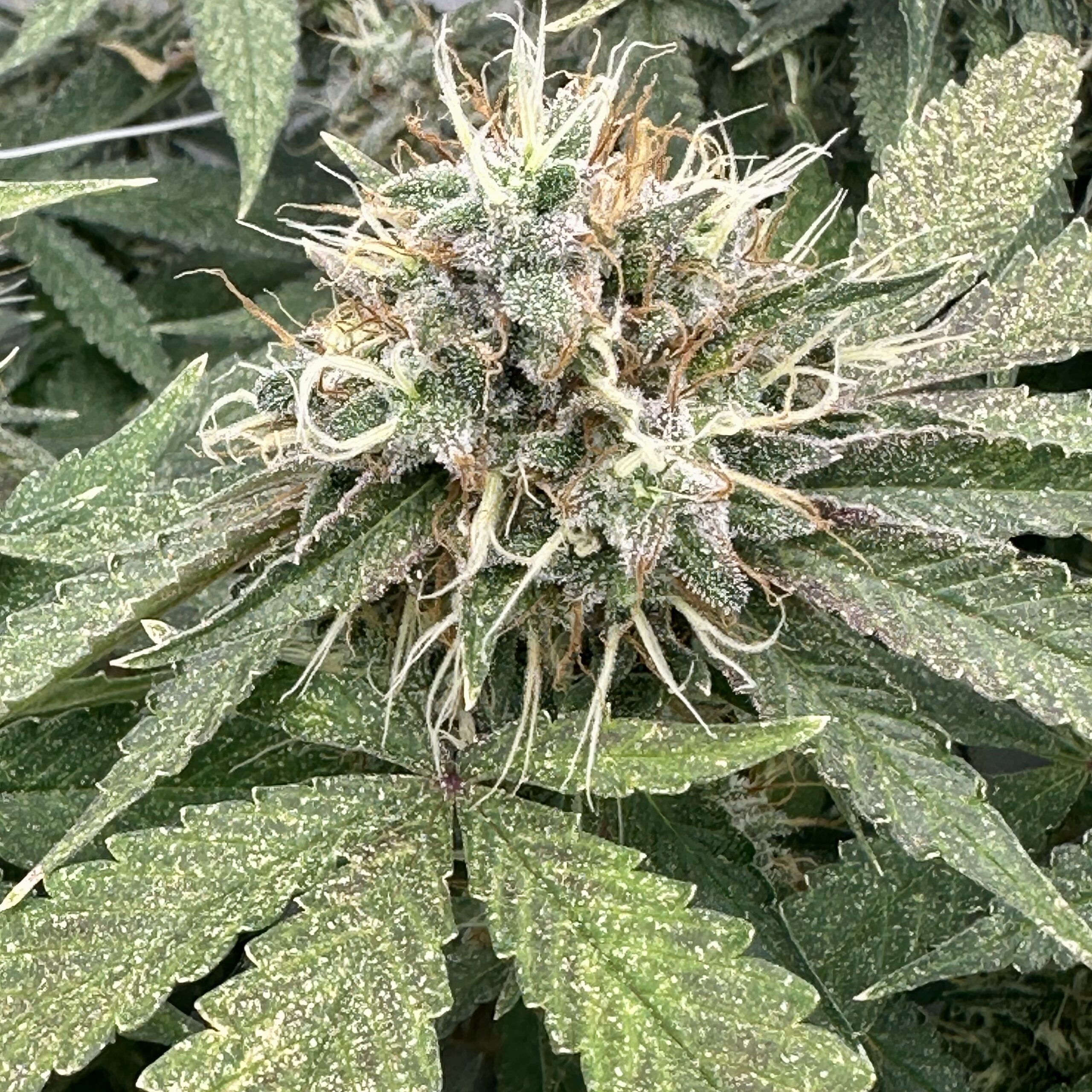 Starker Thripsebefall bei Cannabis