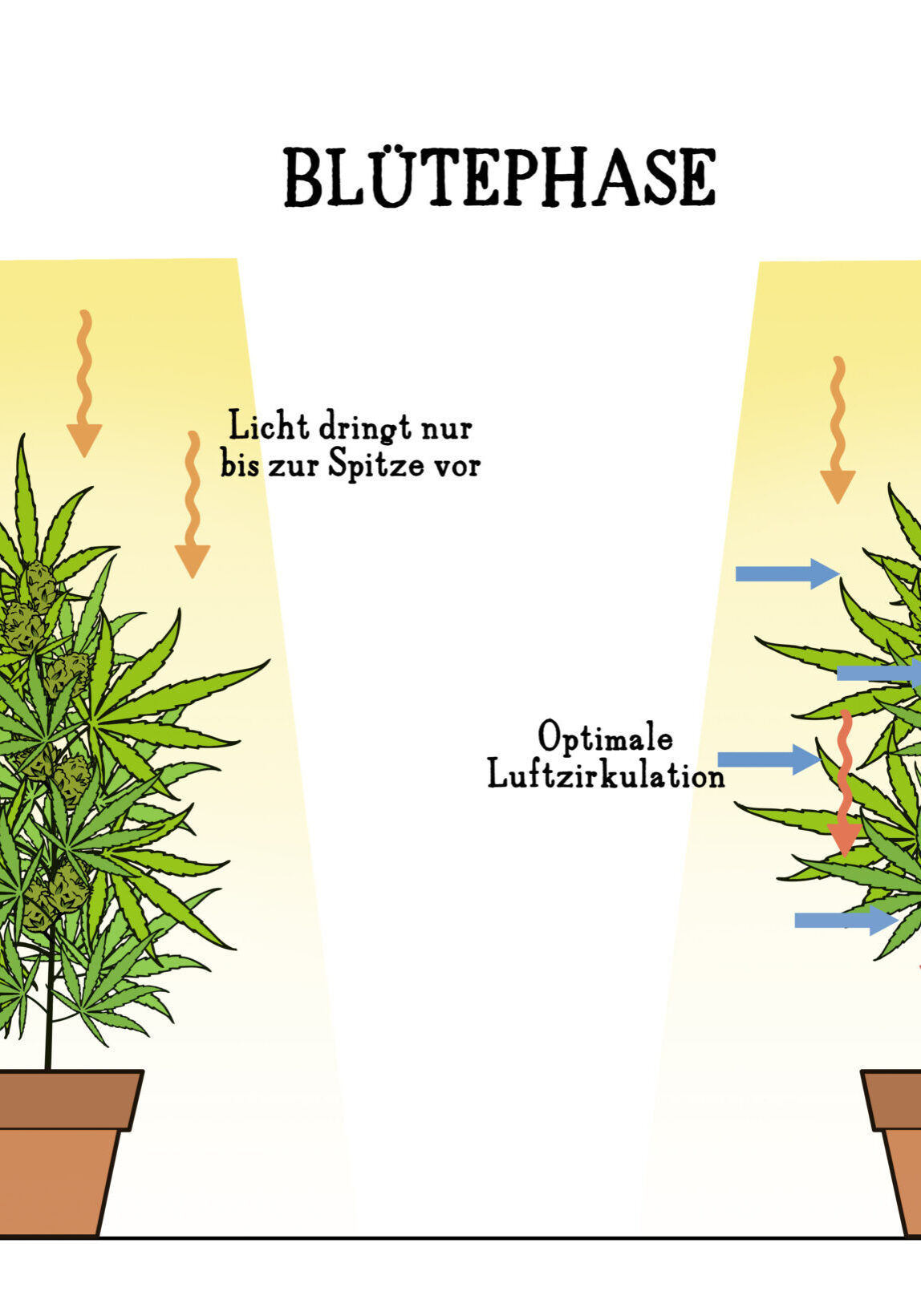 Gut gegen Krankheiten: regelmäßiges Entlauben während der Cannabisblüte Gut gegen Krankheiten: regelmäßiges Entlauben während der Cannabisblüte