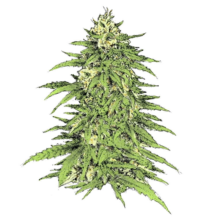 Haze (Auto) - automatisch blühende THC Samen