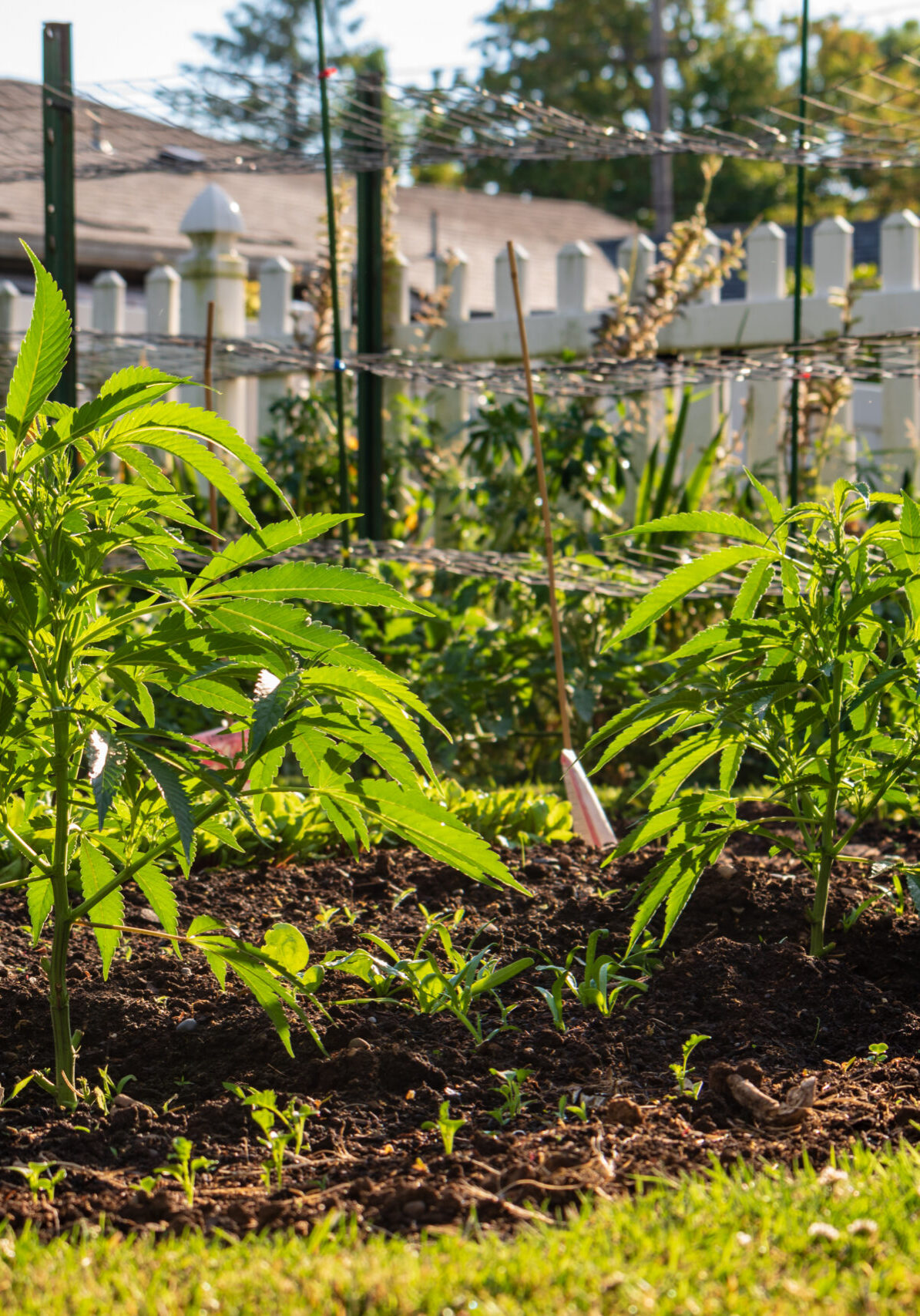 Outdoor Cannabis Anbau: Drei Cannabispflanzen im Garten Outdoor Cannabis Anbau: Drei Cannabispflanzen im Garten