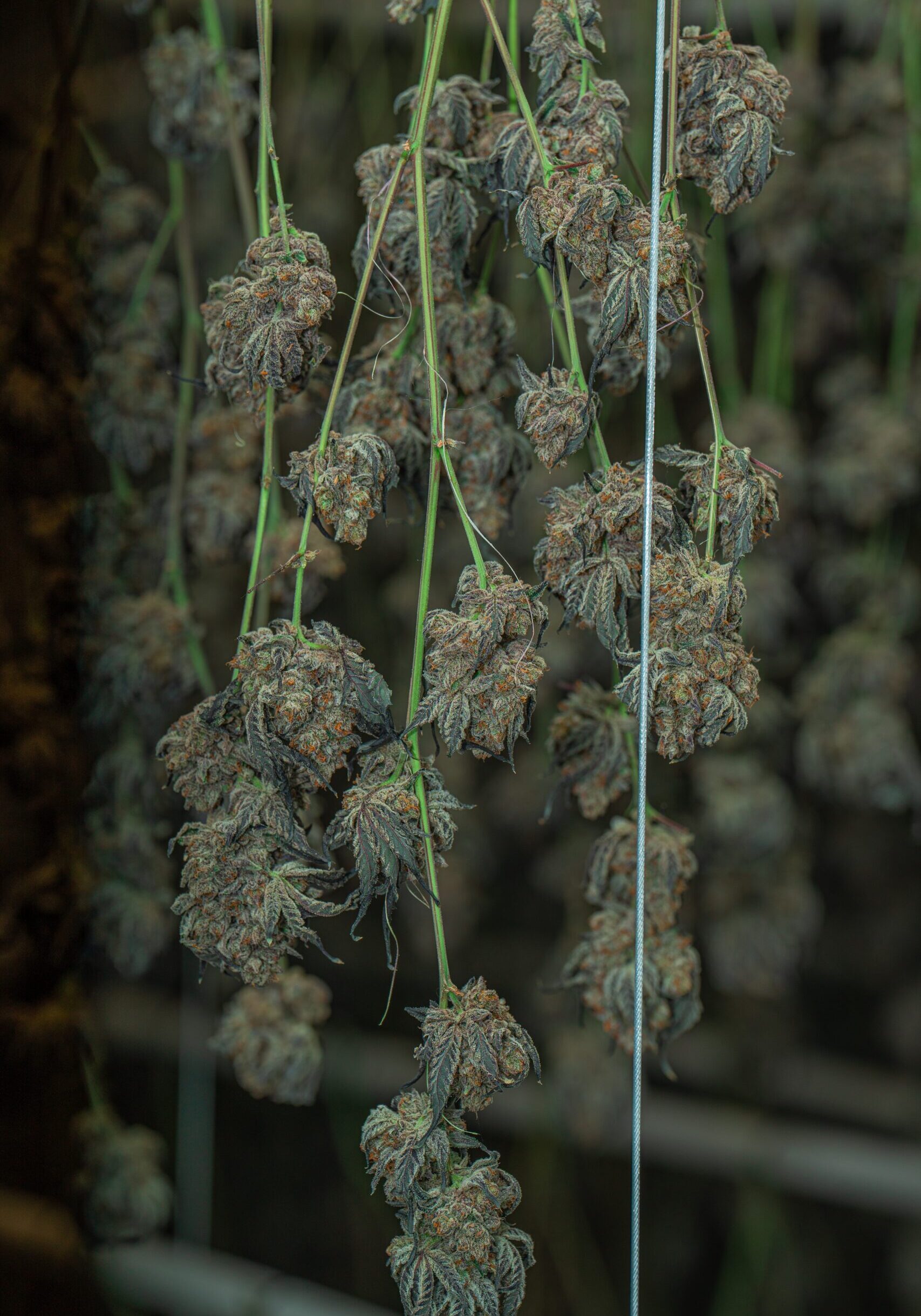 Für optimale Trocknung: Cannabis kopfüber und luftig aufhängen