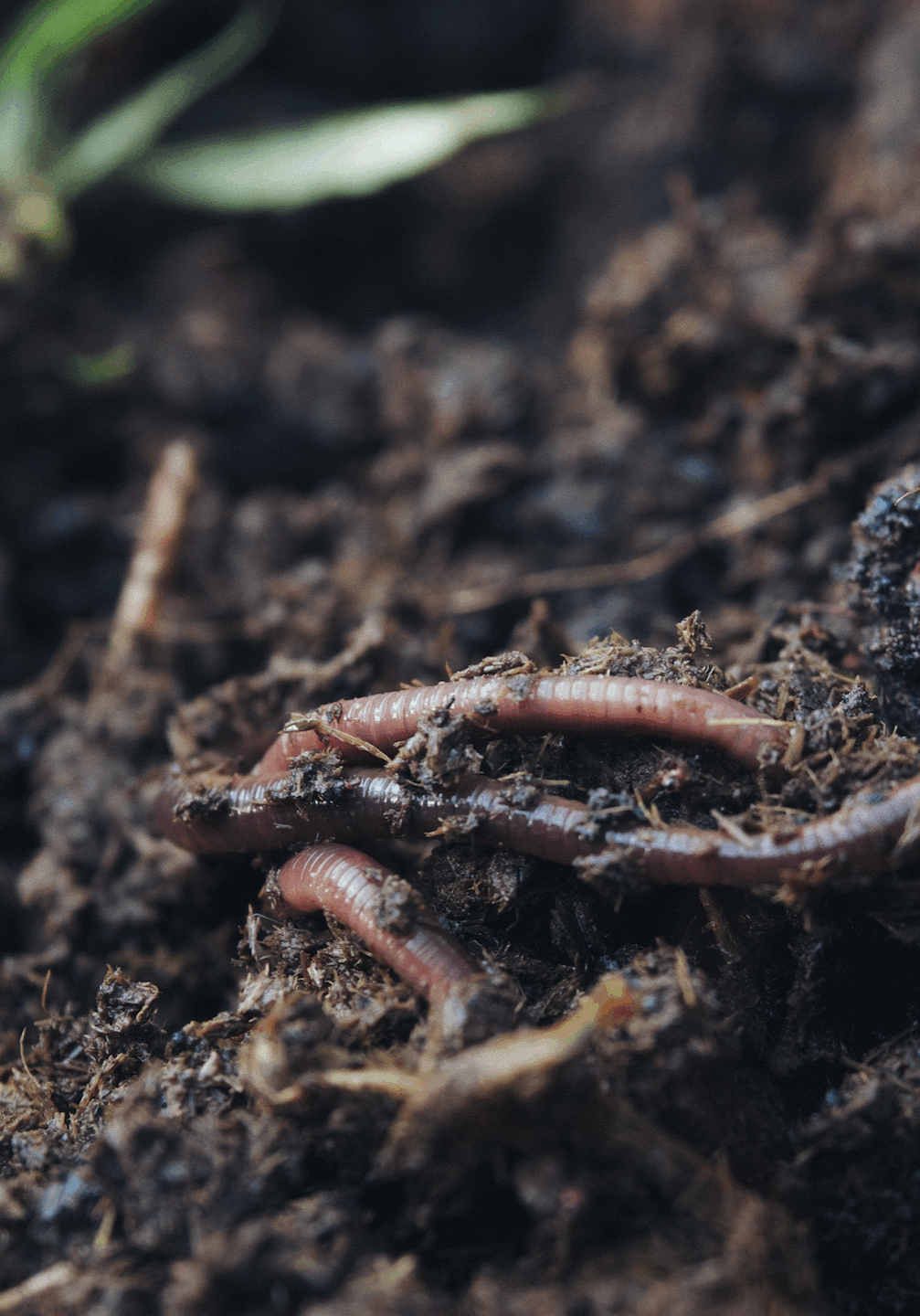 gutmut empfiehlt: Living Soil mit LURPE Natural Solutions