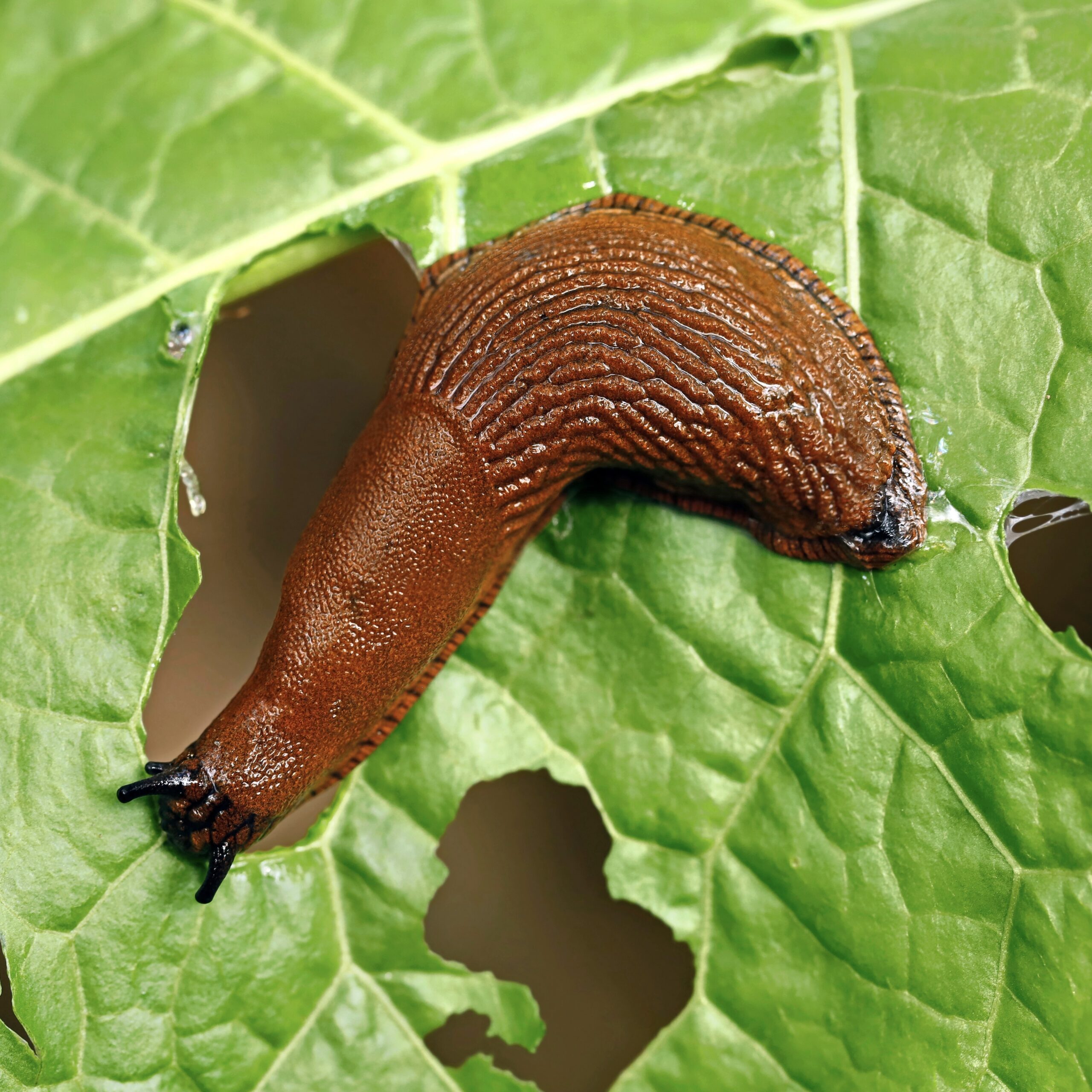 Nacktschnecke: Fressfeind im Garten