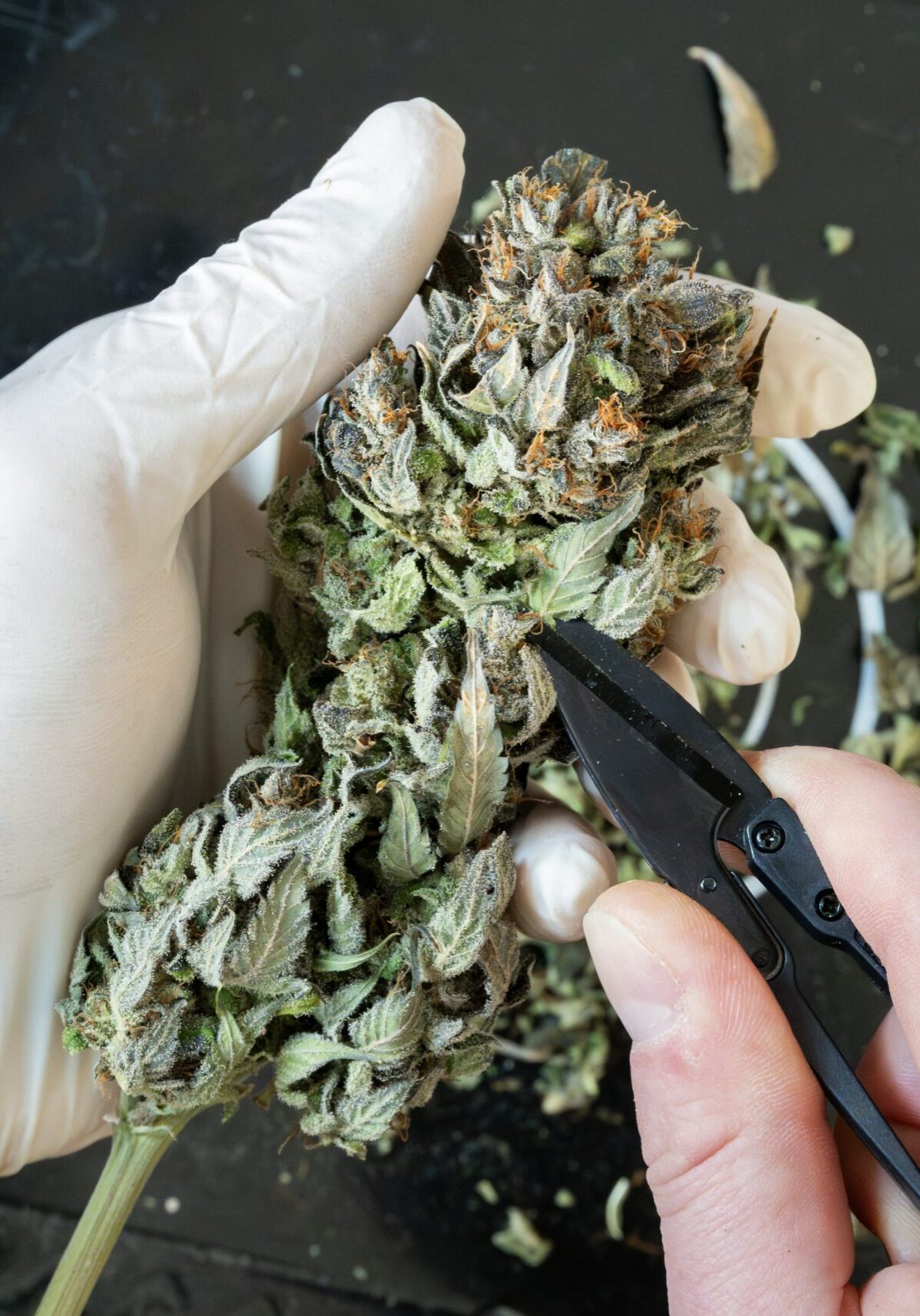 Maniküre bei Cannabis: Entfernen der Blätter ohne Wirkstoff