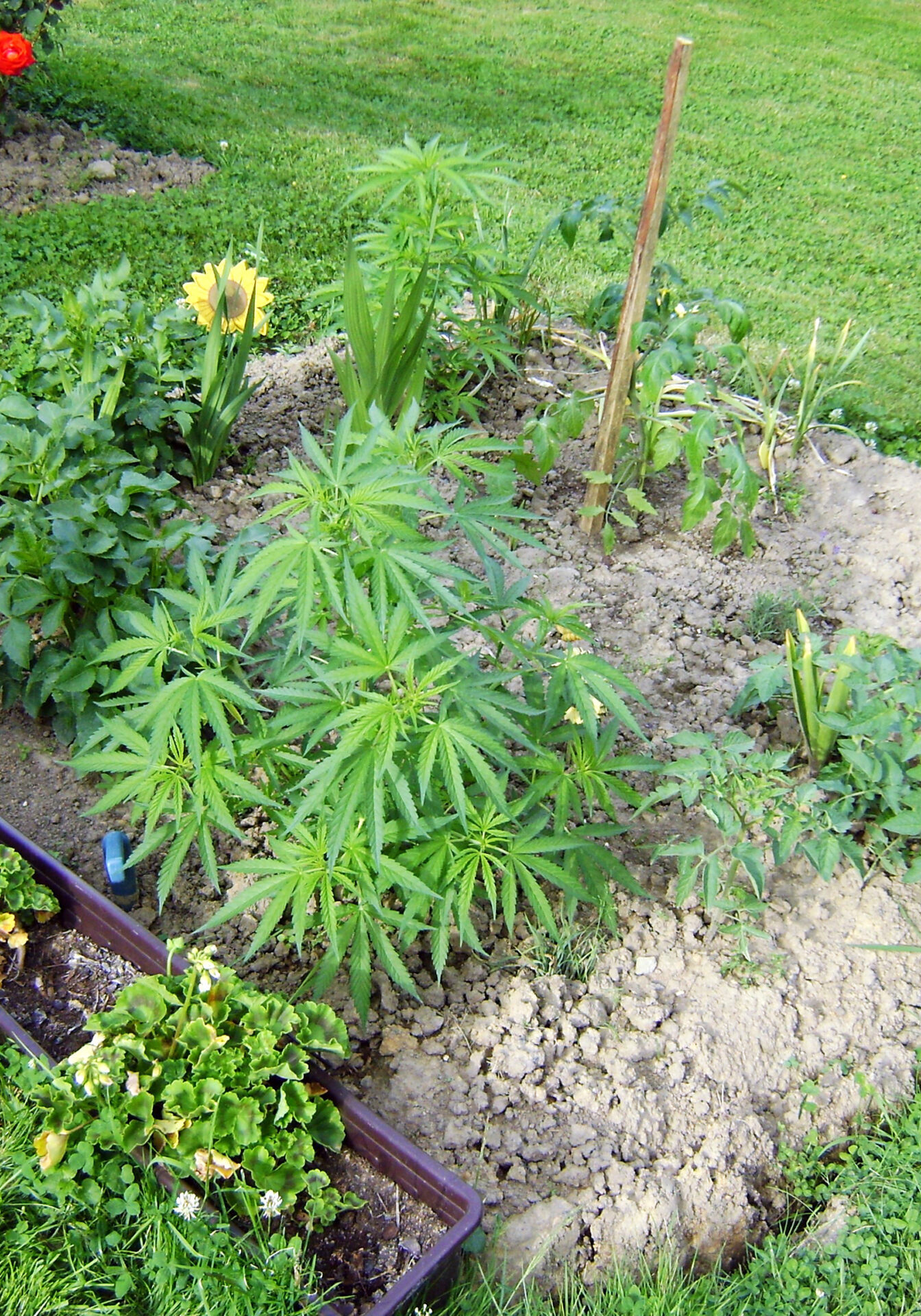 Cannabis Eigenanbau im Garten Cannabis Eigenanbau im Garten