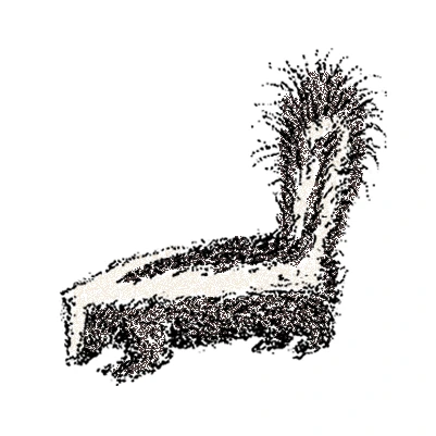 Skunk